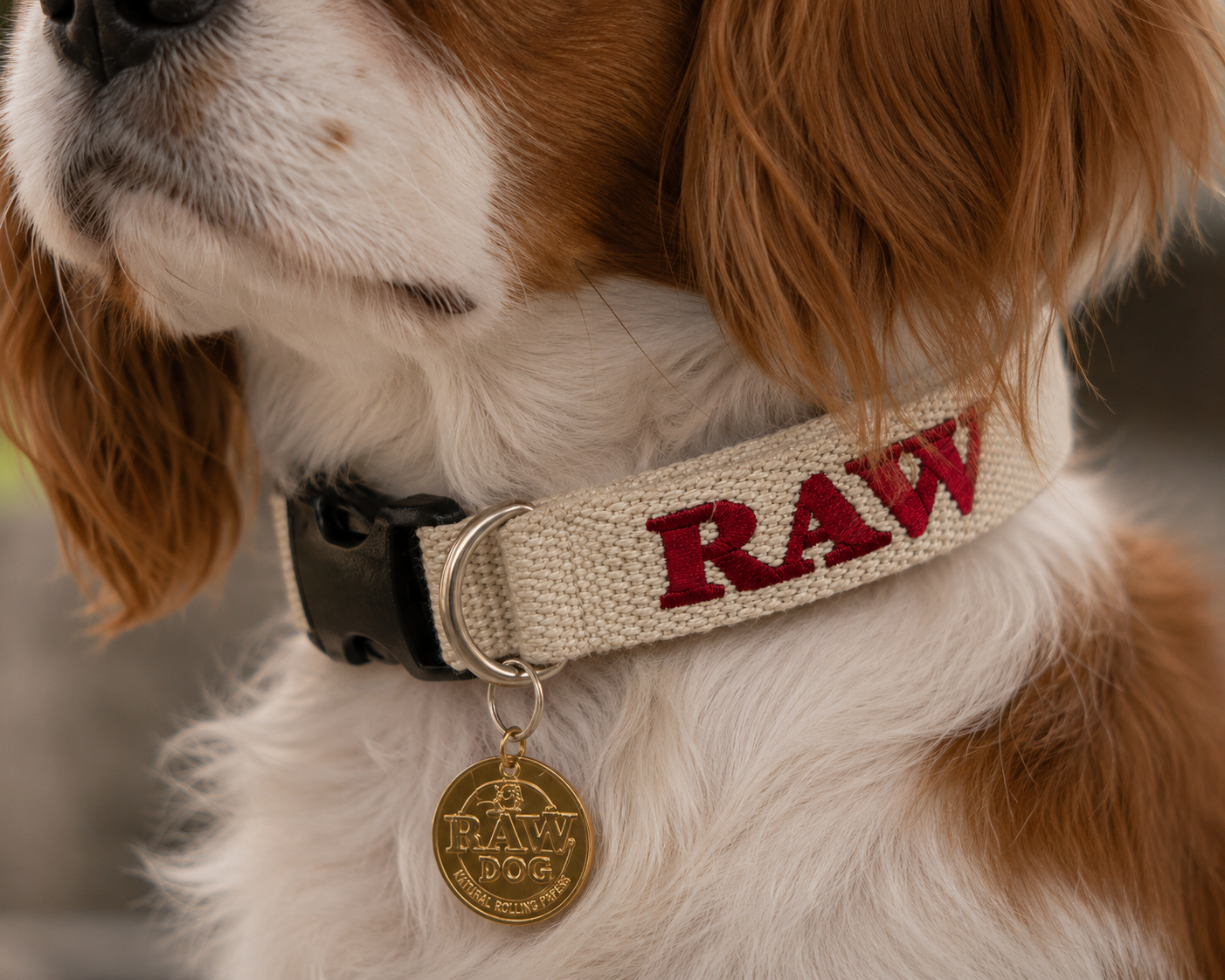 RAW DOG COLLAR - Image 2